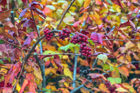 The fruit of the Fragrant Sumac, also known as the Rhus trilobata. The fruit is edible and tastes kind of tarty like a Lime. This fruit can be made into a tea.の写真素材