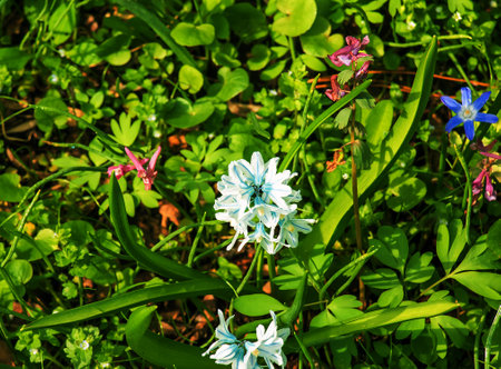 Beautiful spring flowers. White-blue flowers of Puschkinia scilloides. Flowers of the Asparagus family.の写真素材