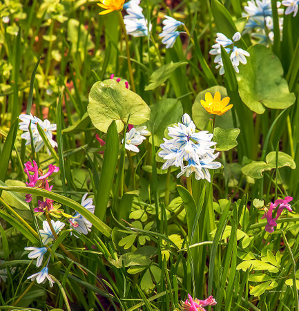 Beautiful spring flowers. White-blue flowers of Puschkinia scilloides. Flowers of the Asparagus family.の写真素材