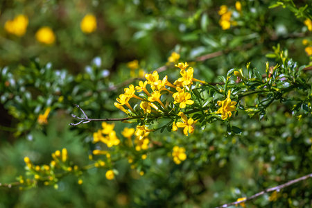 Jasminum fruticans, Wild Jasmine. Wild plant shot in spring.の写真素材
