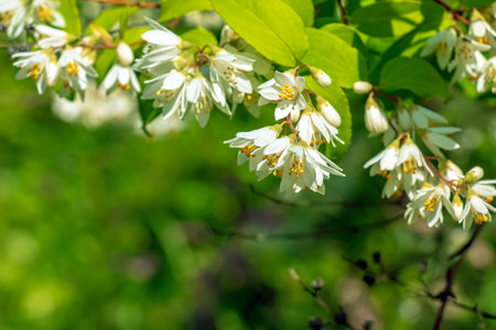 Deutzia crenata flowers Japanese snow flower, Slender deutzia. Fuzzy Deutzia, Deutzia double flowered in bloomの写真素材