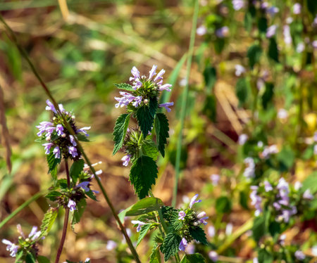 Black horehound or Ballota nigra, medicinal plant. The plant has antispasmodic, sedative and tonic properties.の写真素材