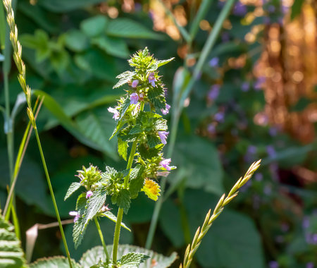 Black horehound or Ballota nigra, medicinal plant. The plant has antispasmodic, sedative and tonic properties.の写真素材