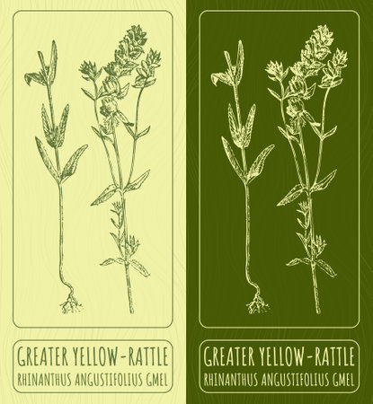 Vector drawings GREATER YELLOW-RATTLE. Hand drawn illustration. Latin name RHINANTHUS ANGUSTIFOLIUS GMEL.のイラスト素材