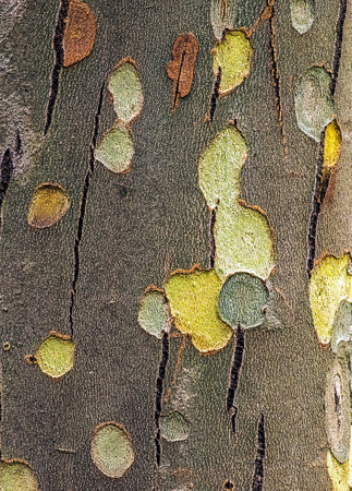 Texture of the bark of the Oriental sycamore tree or Platanus orientalis in Latin. Natural military background.の写真素材