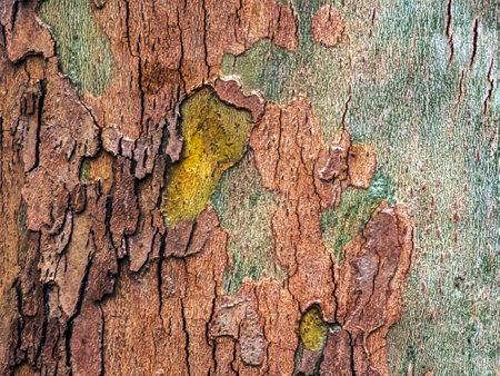 Texture of the bark of the Oriental sycamore tree or Platanus orientalis in Latin. Natural military background.の写真素材
