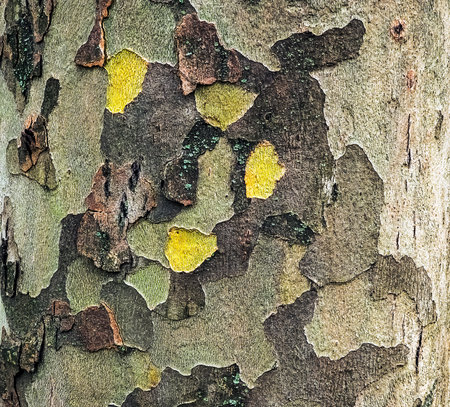 Texture of the bark of the Oriental sycamore tree or Platanus orientalis in Latin. Natural military background.の写真素材