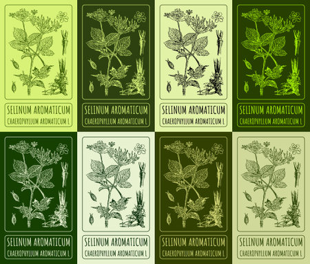 Set of vector drawing of SELINUM AROMATICUM in various colors. Hand drawn illustration. Latin name CHAEROPHYLLUM AROMATICUM L.のイラスト素材