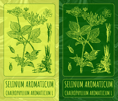 Vector drawings SELINUM AROMATICUM. Hand drawn illustration. Latin name CHAEROPHYLLUM AROMATICUM L.のイラスト素材