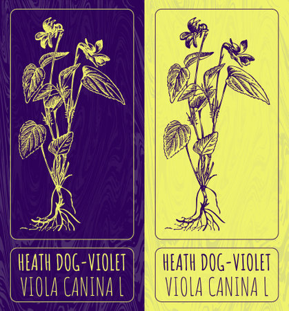 Vector drawings HEATH DOG-VIOLET. Hand drawn illustration. Latin name VIOLA CANINA L.のイラスト素材