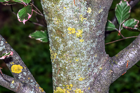Beech tree, bark. Decorative form. Fagus sylvatica L. Wooden background - texture pattern, for designersの写真素材