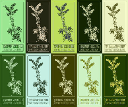 Set of vector drawing of JOVIBARBA SOBOLIFERA in various colors. Hand drawn illustration. Latin name SEMPERVIVUM GLOBIFERUM L.のイラスト素材