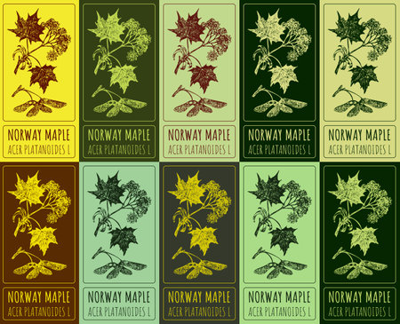 Set of vector drawing of NORWAY MAPLE in various colors. Hand drawn illustration. Latin name ACER PLATANOIDES L.のイラスト素材