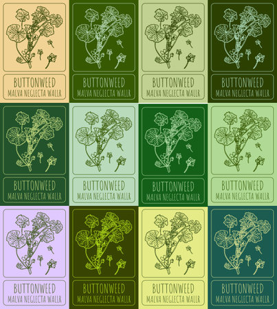 Set of vector drawing of BUTTONSWEED in various colors. Hand drawn illustration. Latin name MALVA NEGLECTA WALLR.のイラスト素材