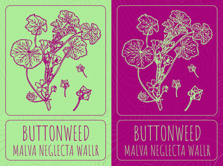 Vector drawings BUTTONWEED. Hand drawn illustration. Latin name MALVA NEGLECTA WALLR.のイラスト素材