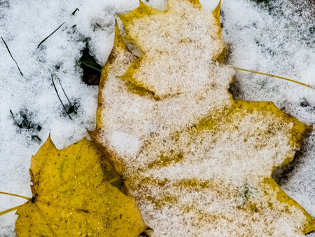 Close-up of leaves on the first snow in cloudy weather. Park in autumn.の写真素材