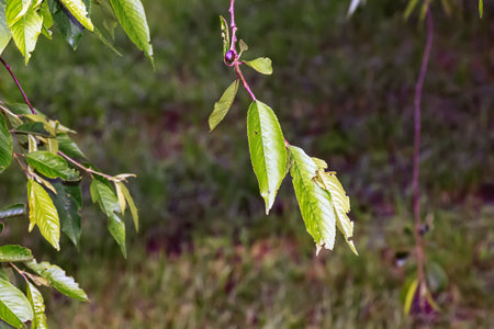Young green leaves of small-filled cherry, Prunus serrulat. Spring green leafy background
