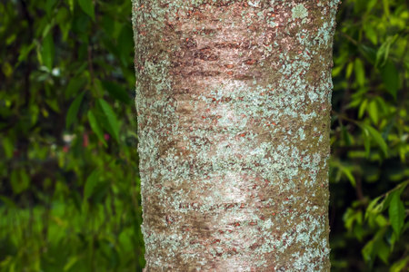 The bark the Japanese Cherry tree, Prunus serrulata.Texture or backgroundの写真素材