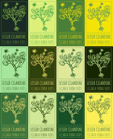 Set of vector drawing of LESSER CELANDINE in various colors. Hand drawn illustration. Latin name FICARIA VERNA HUDS.のイラスト素材