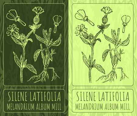 Vector drawings SILENE LATIFOLIA. Hand drawn illustration. Latin name MELANDRIUM ALBUM MILL.のイラスト素材
