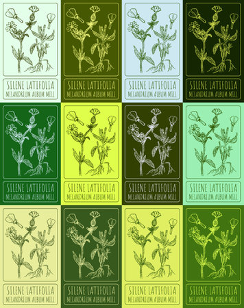 Set of vector drawing ofSILENE LATIFOLIA in various colors. Hand drawn illustration. Latin name MELANDRIUM ALBUM MILL.のイラスト素材