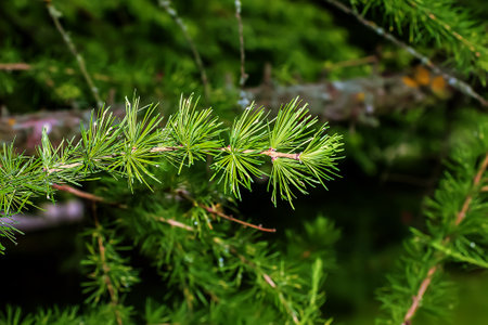 Larix decidua or European or common larch green branches close up