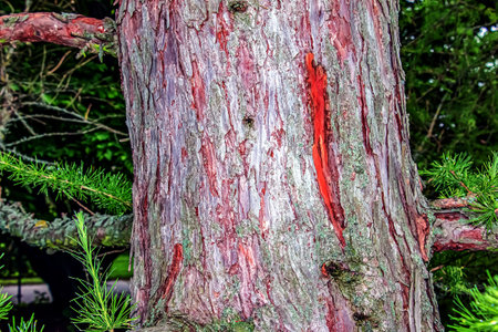 Bark texture of Larix decidua or European Larch. Close up.の写真素材