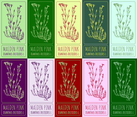 Set of vector drawing of MAIDEN PINK in various colors. Hand drawn illustration. Latin name DIANTHUS DELTOIDES L.のイラスト素材