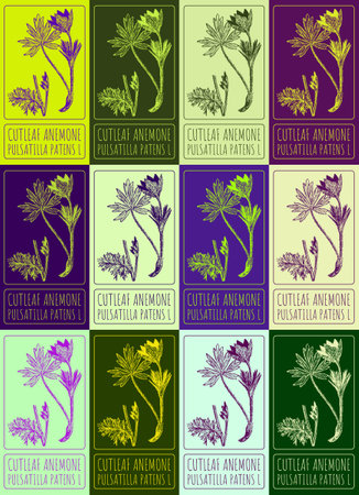 Set of vector drawing of CUTLEAF ANEMONE in various colors. Hand drawn illustration. Latin name PULSATILLA PATENS L.のイラスト素材