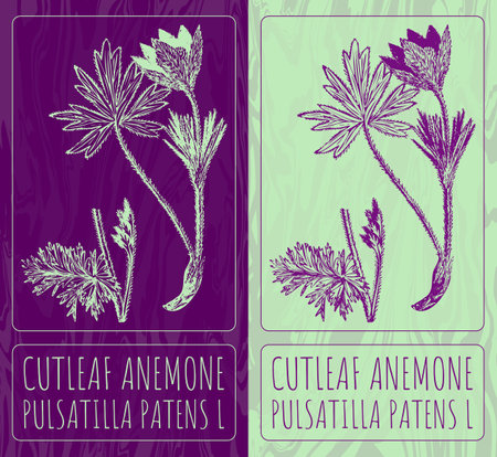 Vector drawings CUTLEAF ANEMONE. Hand drawn illustration. Latin name PULSATILLA PATENS L.のイラスト素材