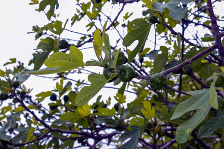 Common fig branches with new leaves and unripe fruit against blue sky - Latin name - Ficus carica