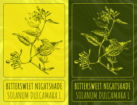 Vector drawings BITTERSWEET NIGHTSHADE. Hand drawn illustration. Latin name SOLANUM DULCAMARA L.のイラスト素材