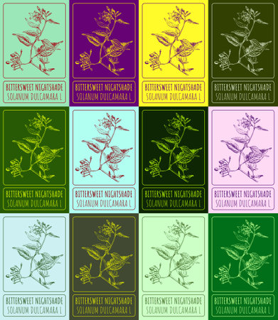 Set vector drawing of BITTERSWEET NIGHTSHADE in various colors. Hand drawn illustration. Latin name SOLANUM DULCAMARA L.のイラスト素材