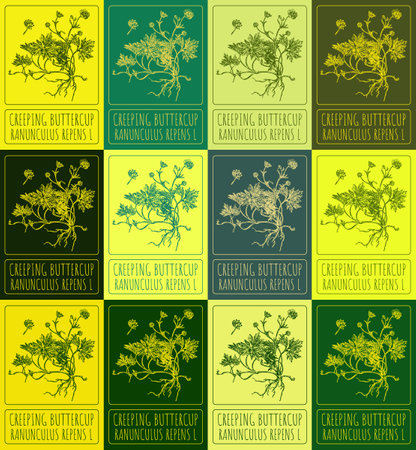 Set vector drawing of CREEPING BUTTERCUP in various colors. Hand drawn illustration. Latin name RANUNCULUS REPENS L.のイラスト素材