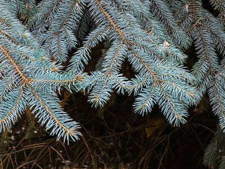 Blue spruce branches with needles on a dark background. Blue spruce with the Latin name Picea pungens.の写真素材