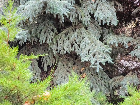 Blue spruce branches with needles on a dark background. Blue spruce with the Latin name Picea pungens.の写真素材