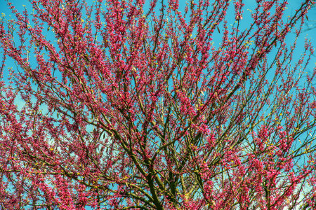 Purple flowers of Cercis canadensis on the branches close-up. Delicate floral background. Pink flowers on a blurry green background.の写真素材