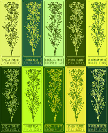 Set vector drawing of EUPHORBIA TRIUMFETTI in various colors. Hand drawn illustration. Latin name EUPHORBIA LUCIDA WALDST.のイラスト素材