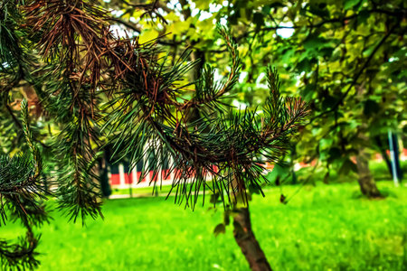 Pinus sylvestris with young shoots on a blurred background