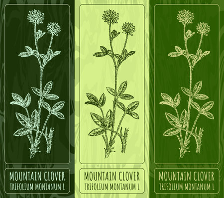 Vector drawings MOUNTAIN CLOVER. Hand drawn illustration. Latin name TRIFOLIUM MONTANUM L.のイラスト素材