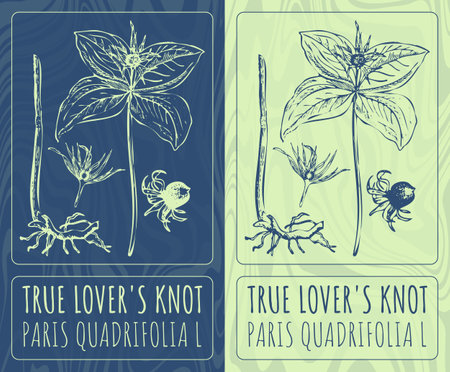 Vector drawings TRUE LOVER'S KNOT. Hand drawn illustration. Latin name PARIS QUADRIFOLIA L.のイラスト素材