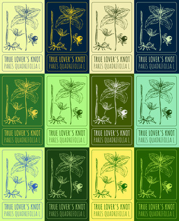 Set vector drawing of TRUE LOVER'S KNOT in various colors. Hand drawn illustration. Latin name PARIS QUADRIFOLIA L.のイラスト素材