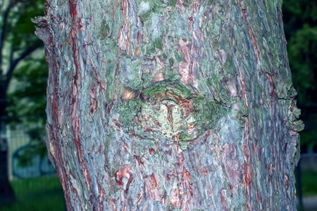 Background and texture of black pine bark or in Latin Pinus nigraの写真素材