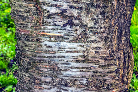Sakura or Prunus serrulata bark close-up. The texture of the trunk of Sakura. Background from living wood. Forest nature skin.の写真素材