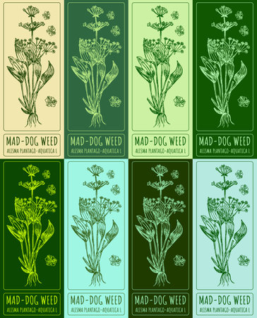 Set vector drawing of MAD-DOG WEED in various colors. Hand drawn illustration. Latin name ALISMA PLANTAGO-AQUATICA L.のイラスト素材