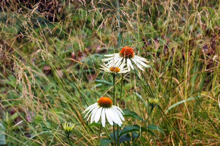 Echinacea purpurea. A classic North American prairie plant with showy large flowers.の写真素材