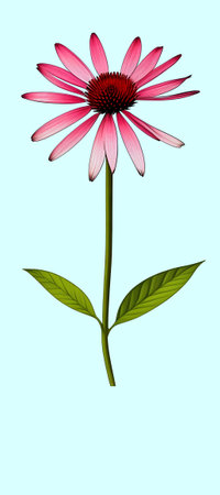 Illustration of Echinacea purpurea generative ai. A classic North American prairie plant with showy large flowers.の素材