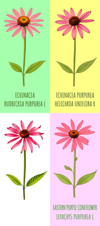 Set of Illustration of Echinacea purpurea generative ai. A classic North American prairie plant with showy large flowers.の素材