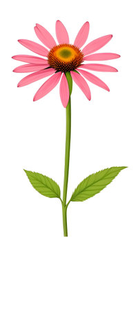 Illustration of Echinacea purpurea generative ai. A classic North American prairie plant with showy large flowers.の素材