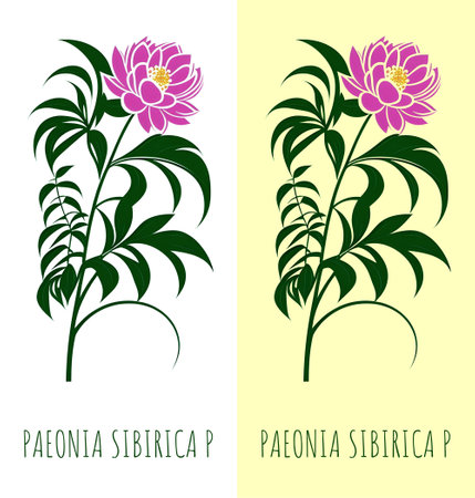 Illustration of PAEONIA ANOMALA generative ai. Cute floral motif.の素材